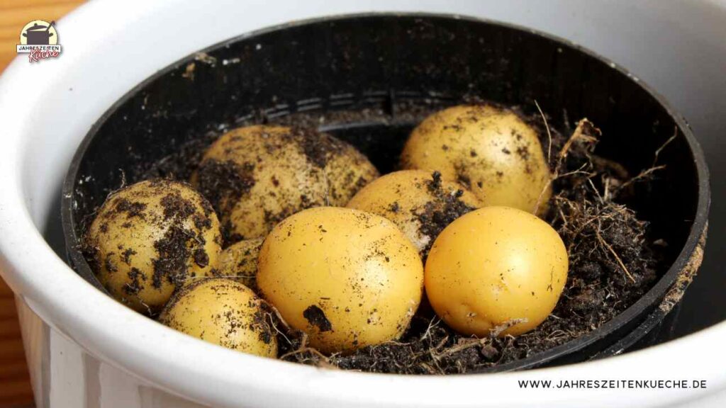 Frisch geerntete Kartoffeln liegen auf schwarzer Erde.