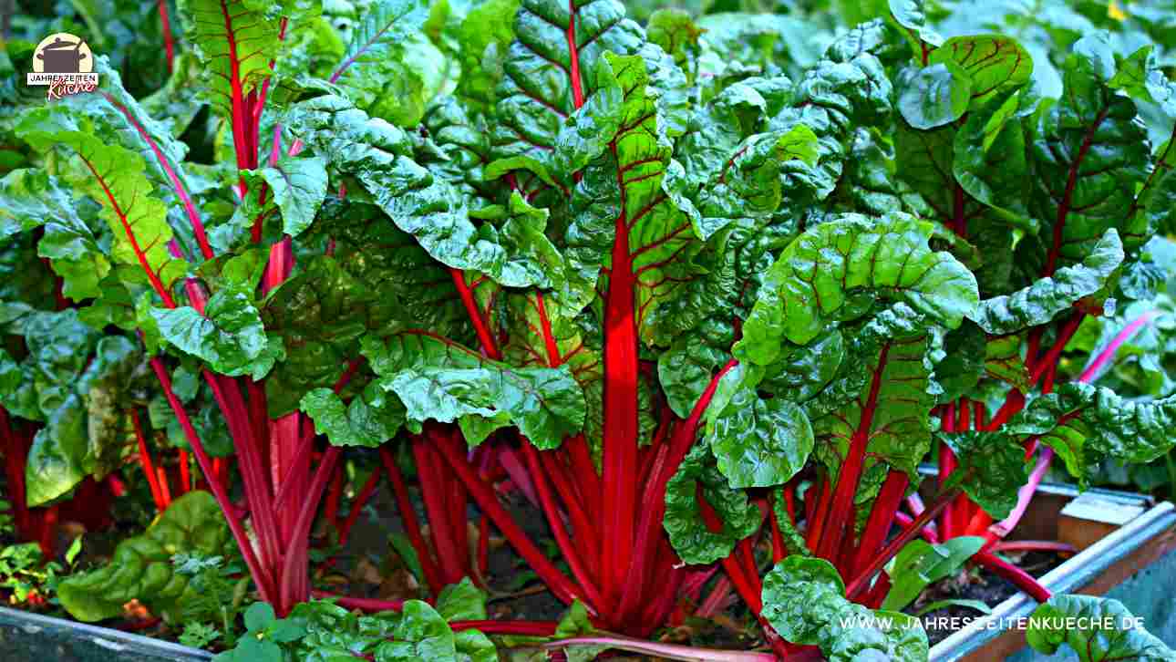 Mangold mit roten Stielen in einem Kastenbeet