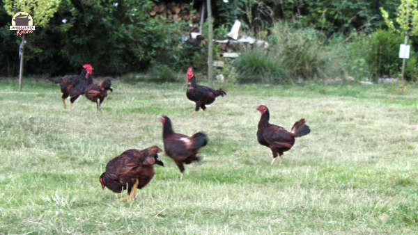 Brauen Hühner im Garten