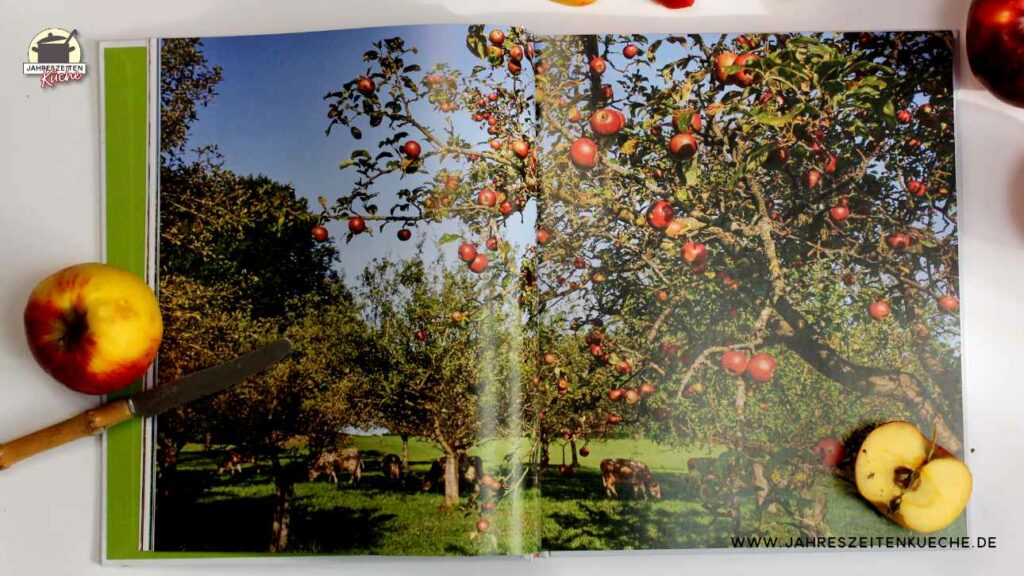 Eine Doppelseite aus dem großen Buch vom Apfel. Darauf sind Apfelbäume zu sehen, unter denen Kühe weiden.