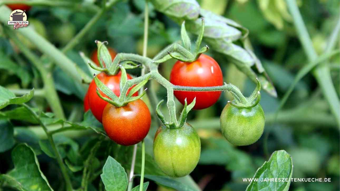 3 rote Tomaten hängen an einem Strauch