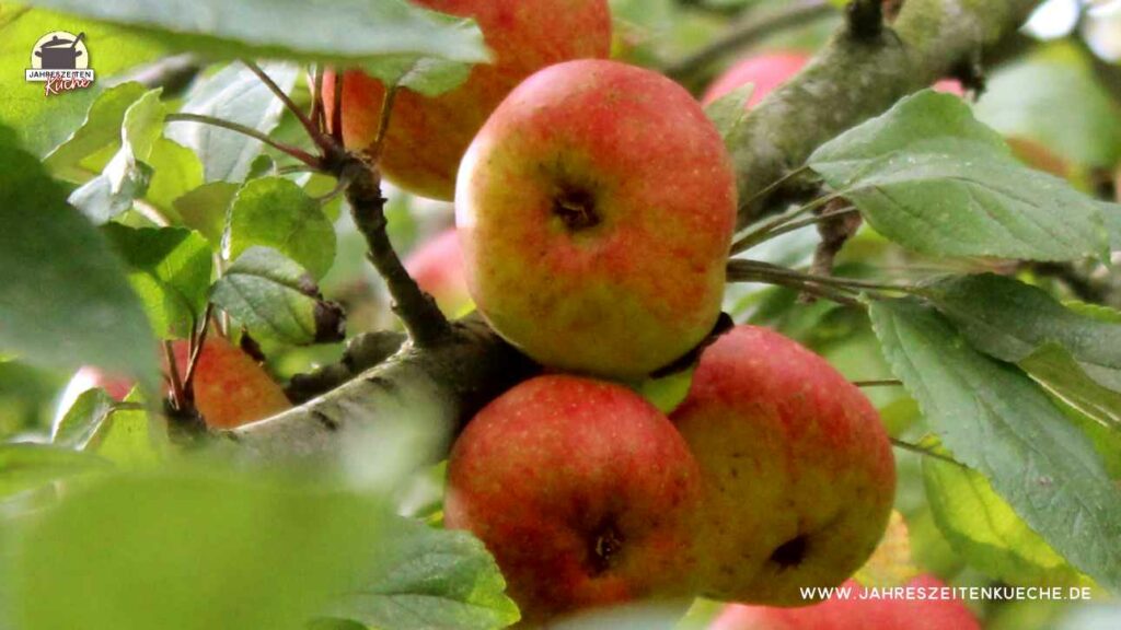 Mehrere Äpfel hängen ziwschen Blättern an einem Zweig