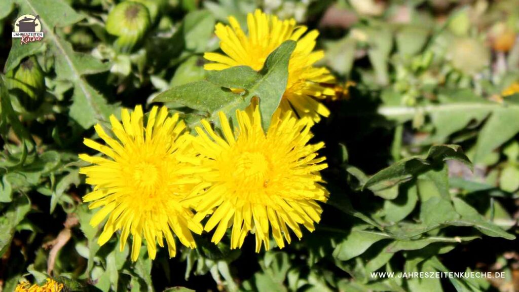 3 gelbe Löwenzahnblüten